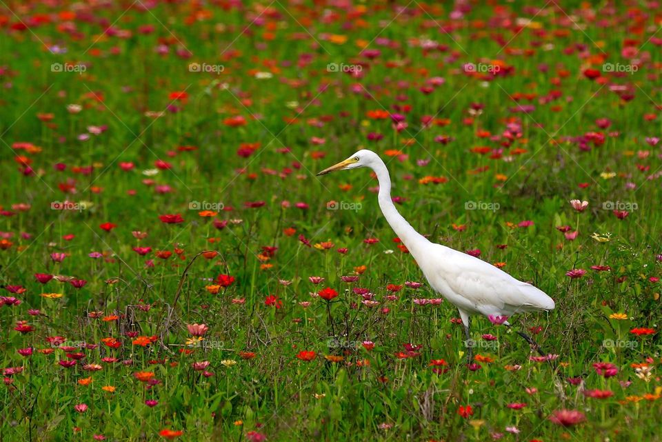 Beautiful and cute bird
