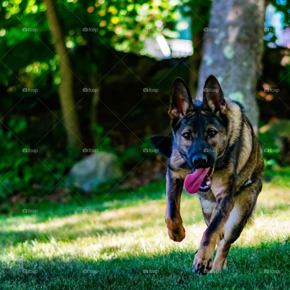 dog running with tongue out