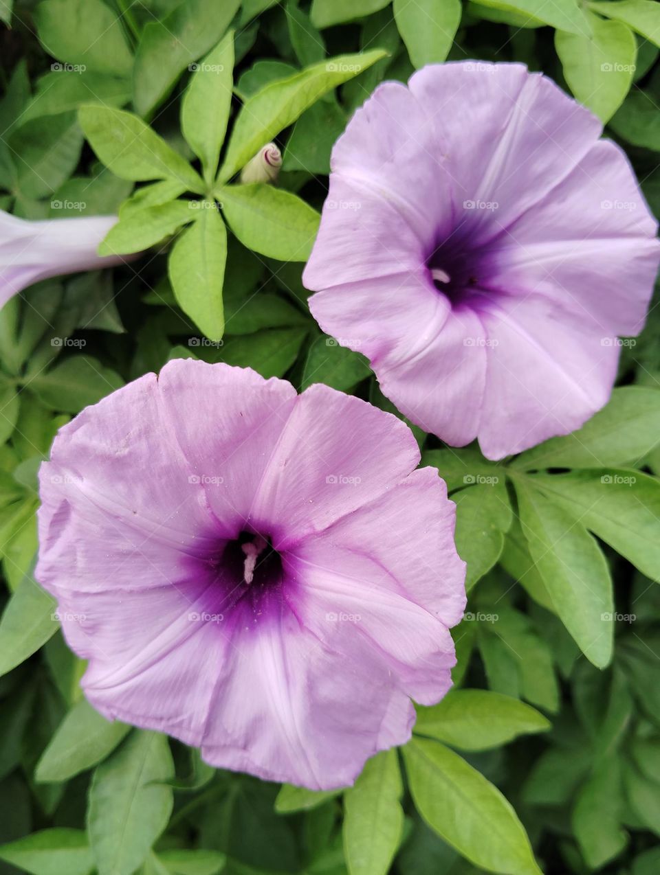 petunia purple flower seasonal fresh shurb small size looks very beautiful generally found everywhere