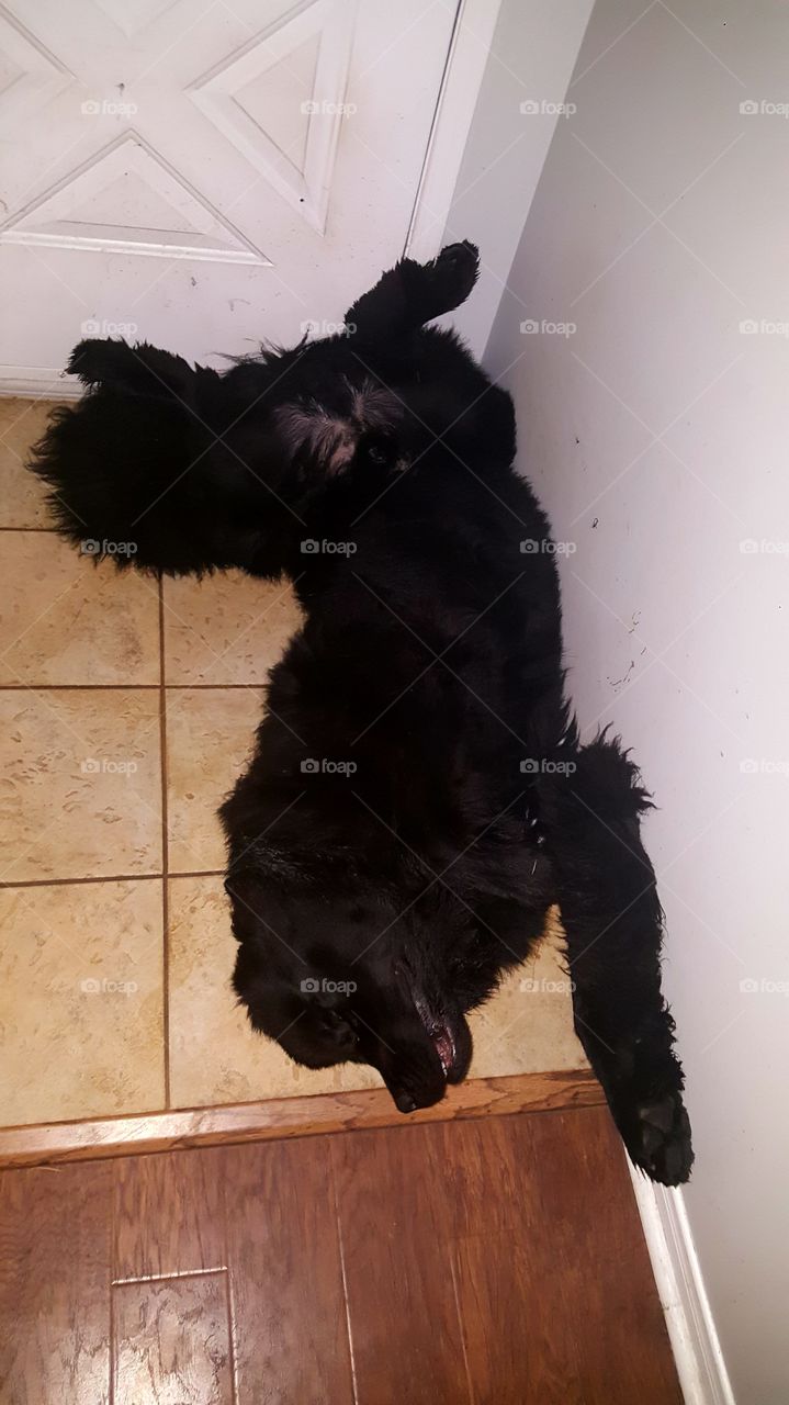 Dog, One, Mammal, Canine, No Person