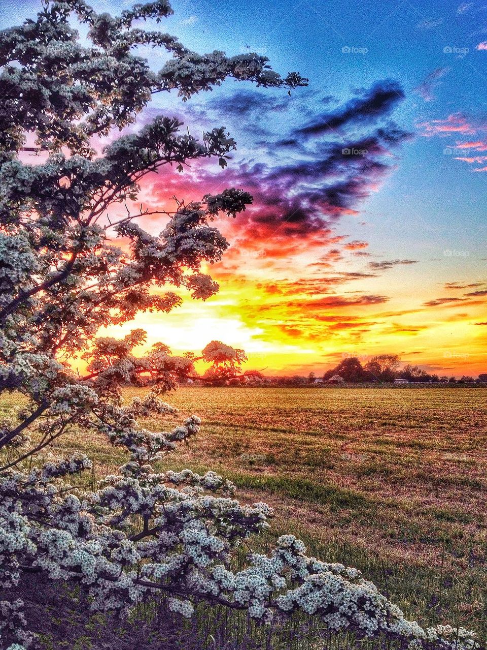 Sunset over the fields