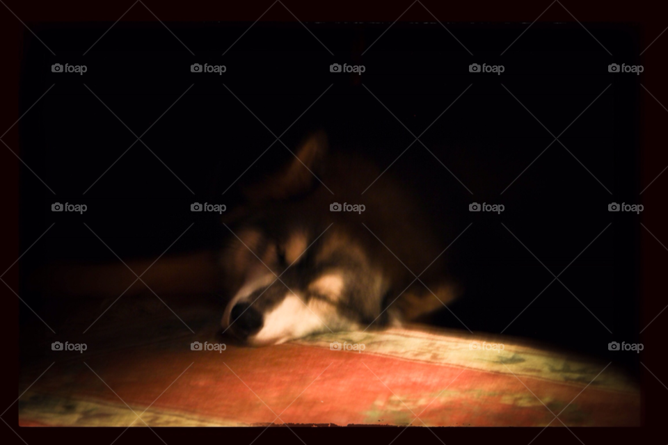Dog, Animal, Portrait, Mammal, Dark