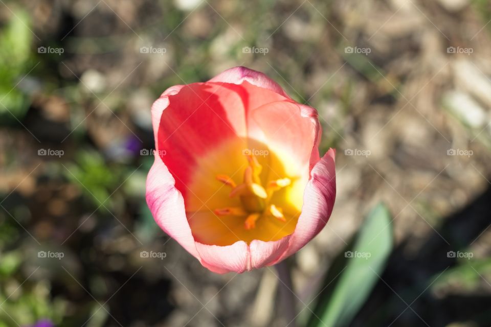 red tulip against sky
