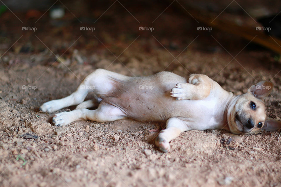 Cute puppy is sleeping.