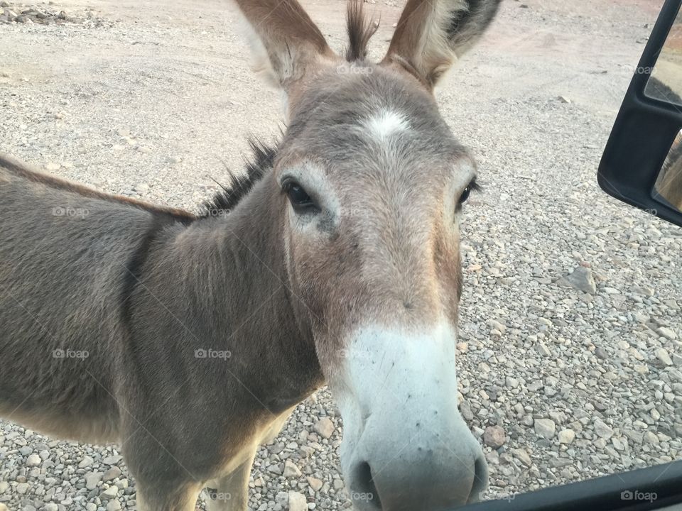 This wild burro walked up to our truck in the desert at Lake Mead, NV. 