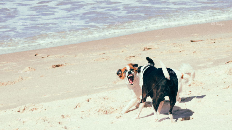 Dogs playing on the beach