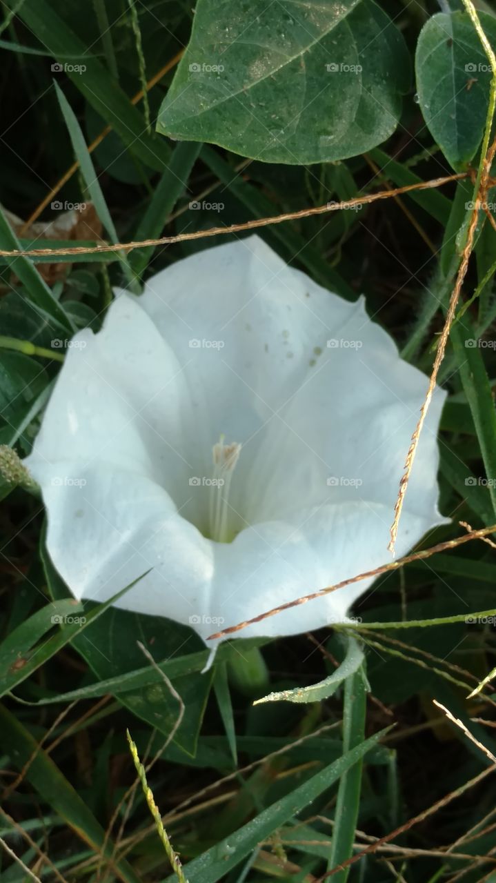 Flower, Nature, Flora, Leaf, Garden