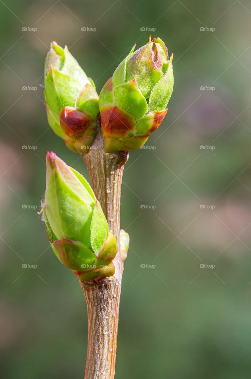 Buds, shoots, tree, macro