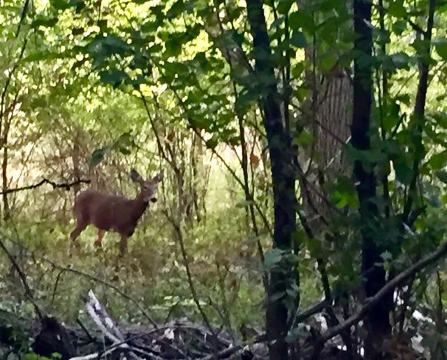 Trail companion 