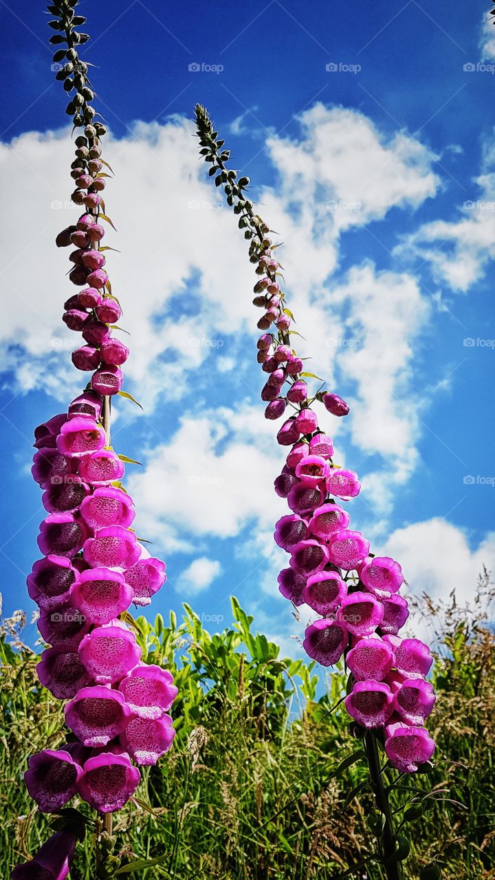 Foxglove ladder to bright sunny clouds