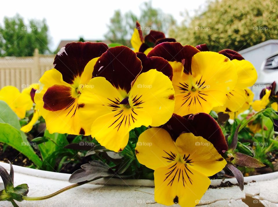 Beautiful yellow 
Flowers 