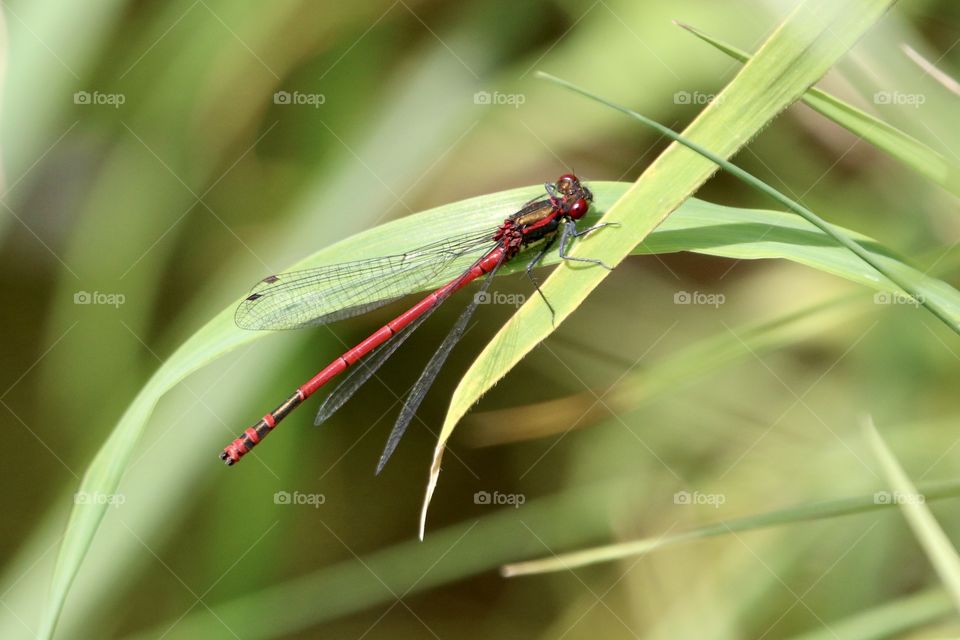 Damsel fly