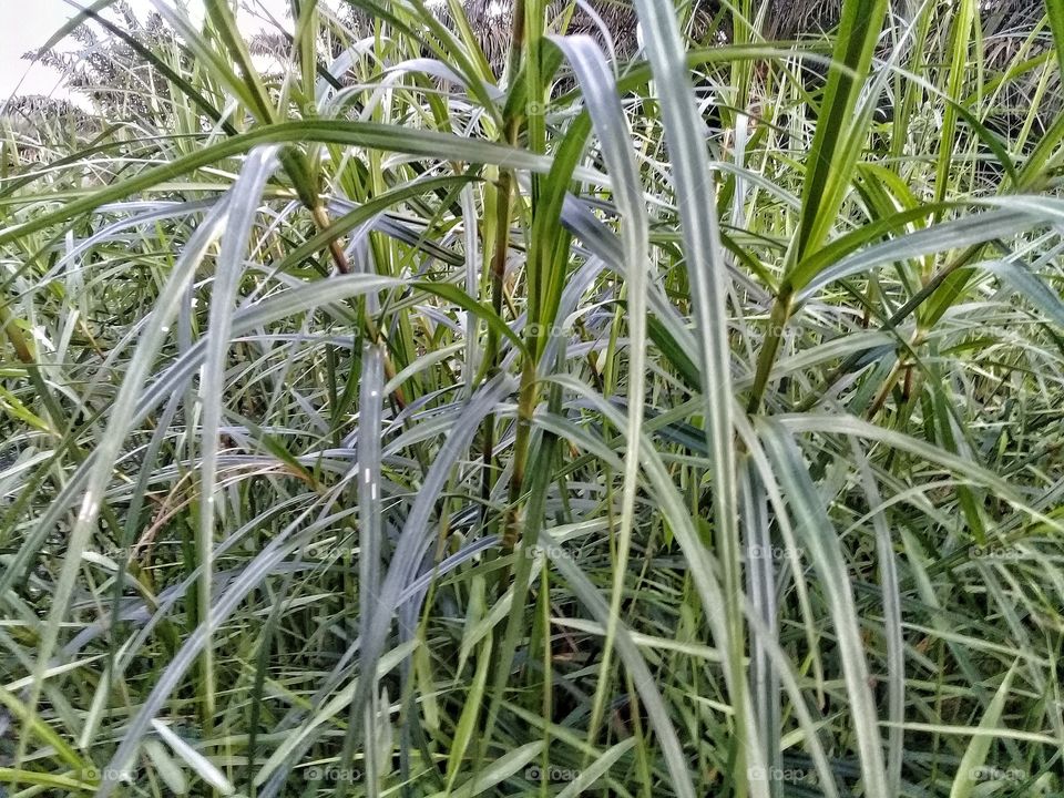 Scleria sumatrensis this weed grows in tropical