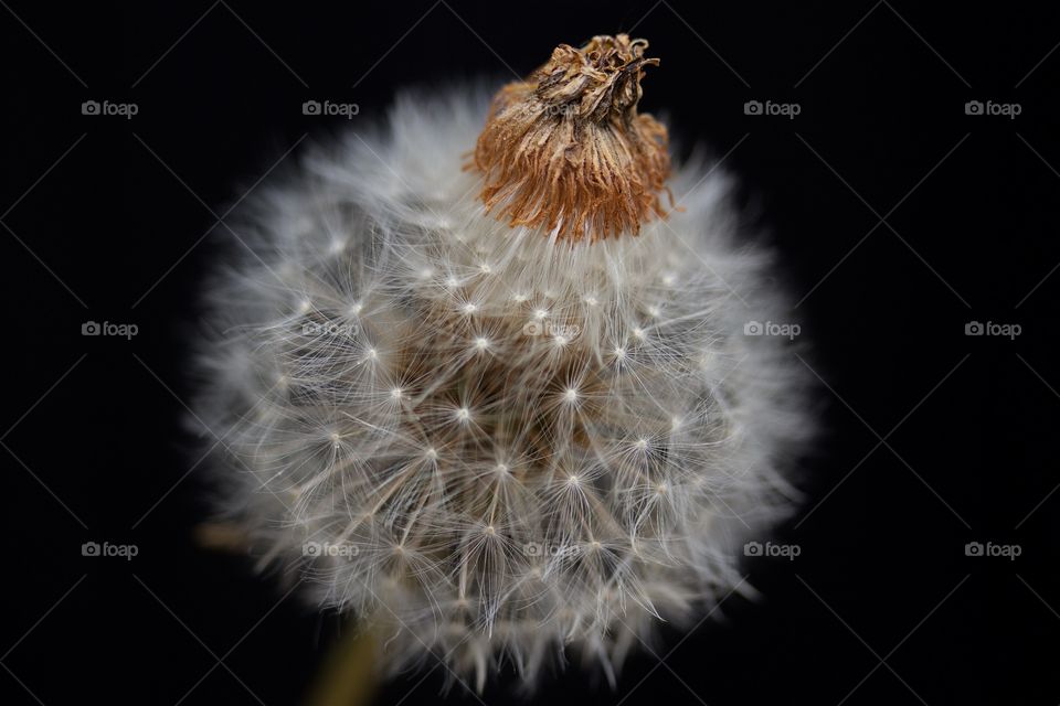 dried dandelions, macro of dandelion seeds 