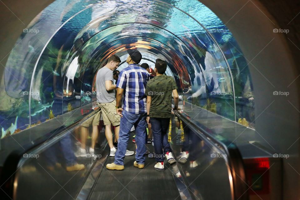 Shark Tunnel 2