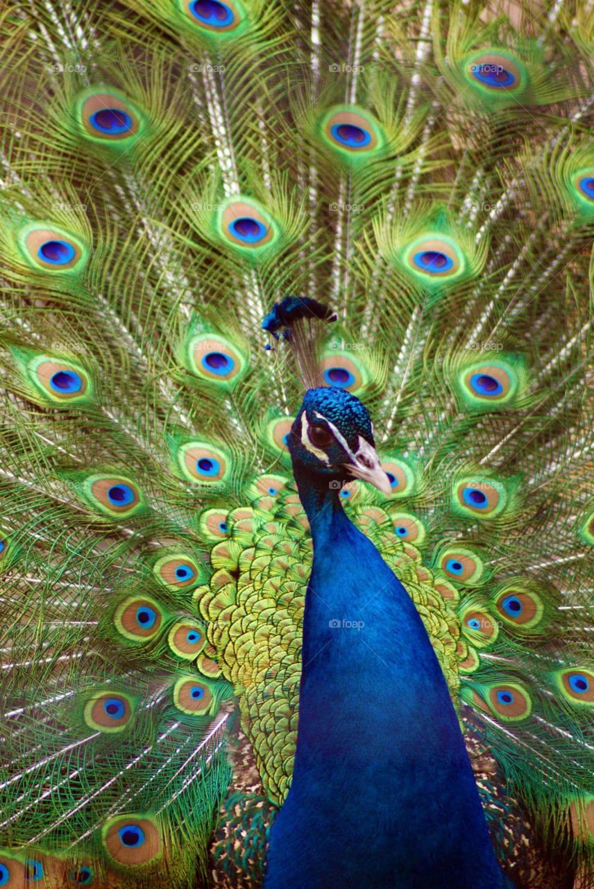 Peacock is showing off it's colors