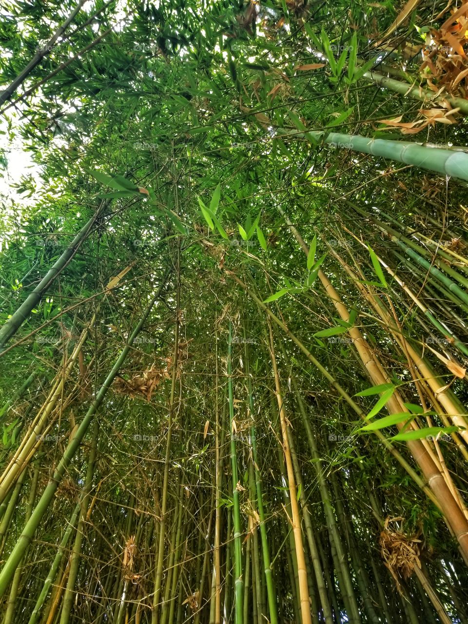 Bamboo I