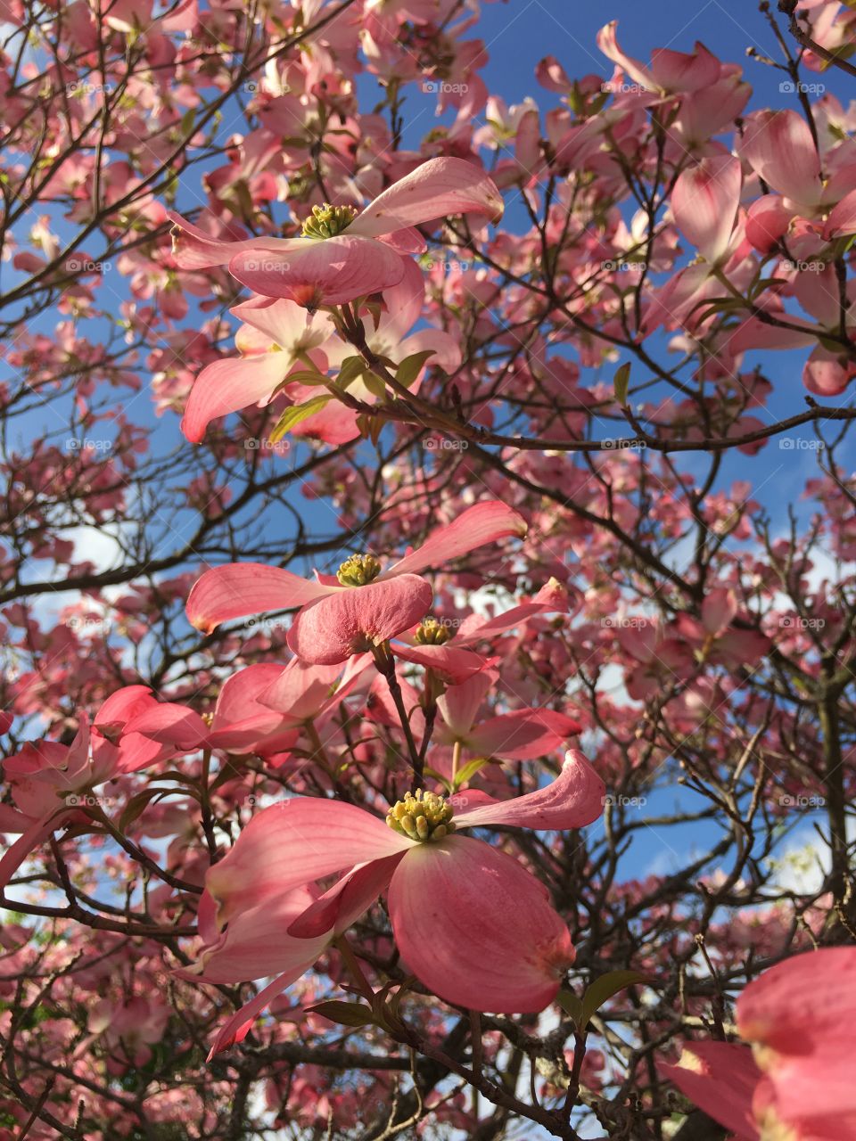 Pink Dogwood