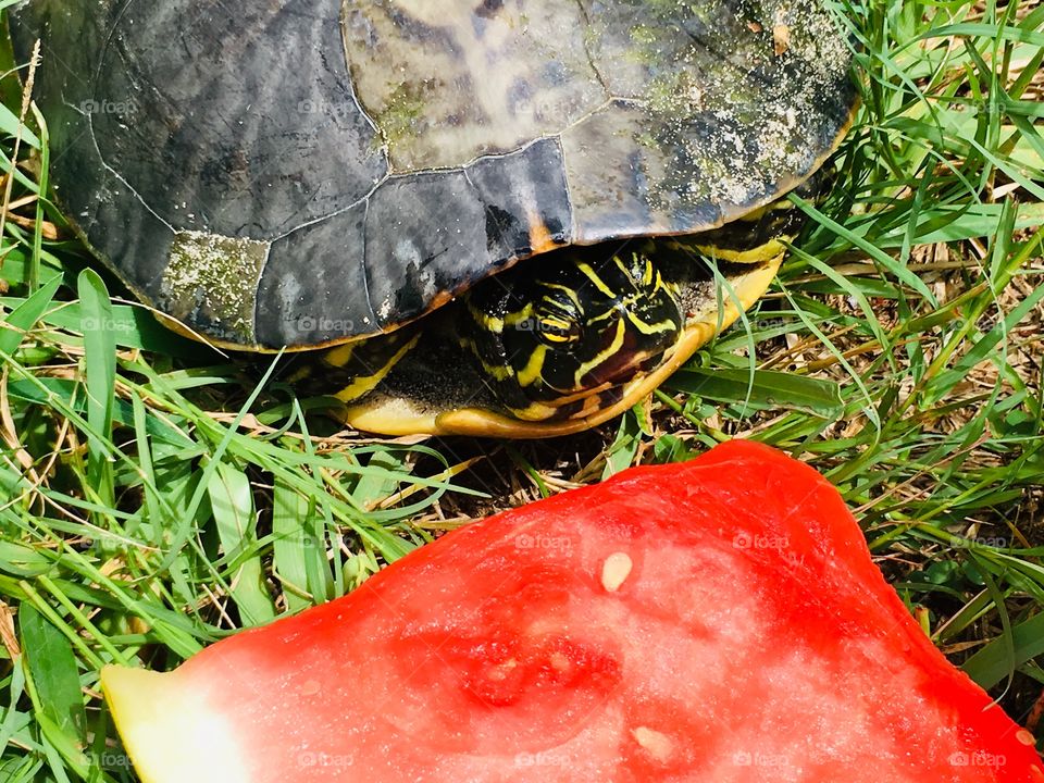 Green Turtle eating pink watermelon 🍉 in Florida 🐢