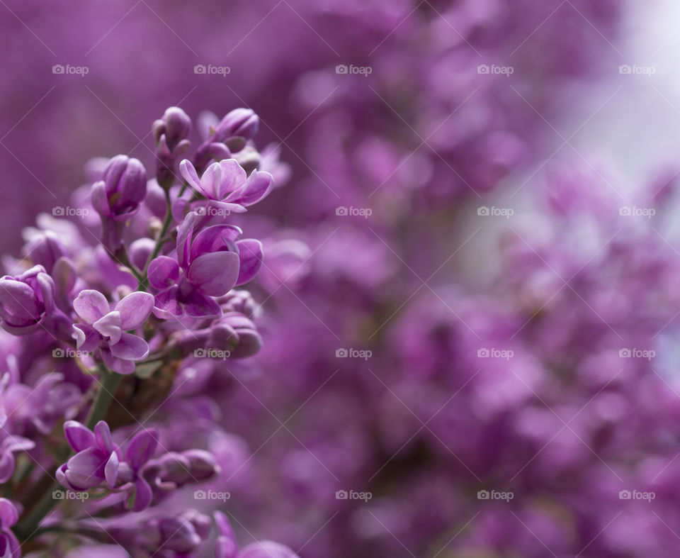 lilac blossom close up.  beautiful natural background