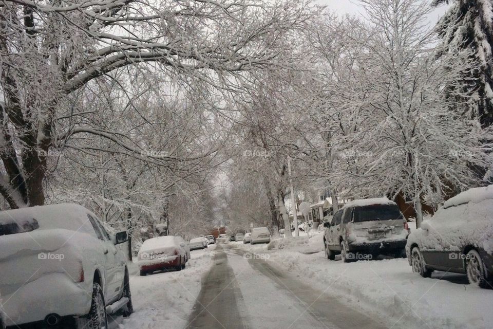 Snowy trees down the street