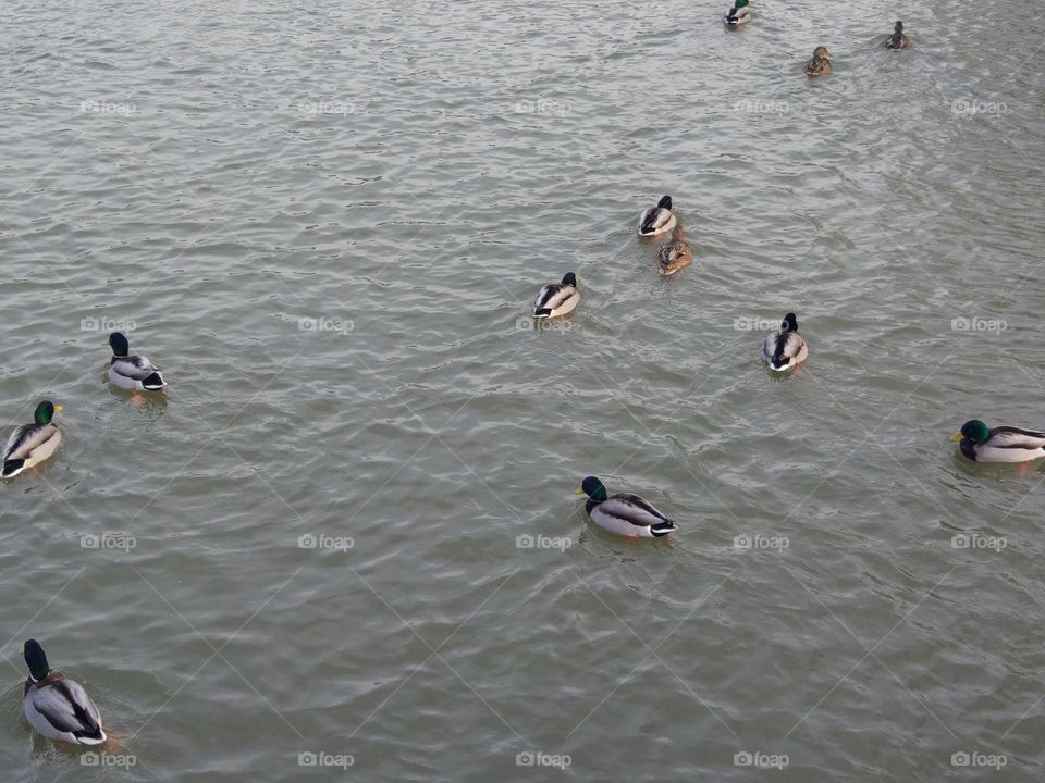 Duck, Water, Bird, Lake, No Person