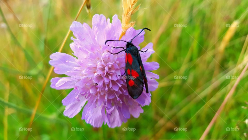 Pink flower and spotty bug. A beautiful black bug with red spots sitting on a pink flower