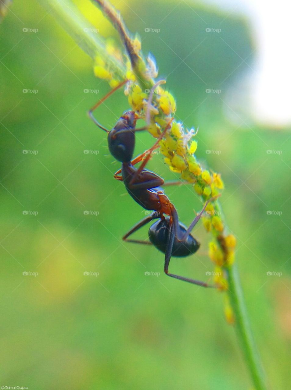 Ant & insect