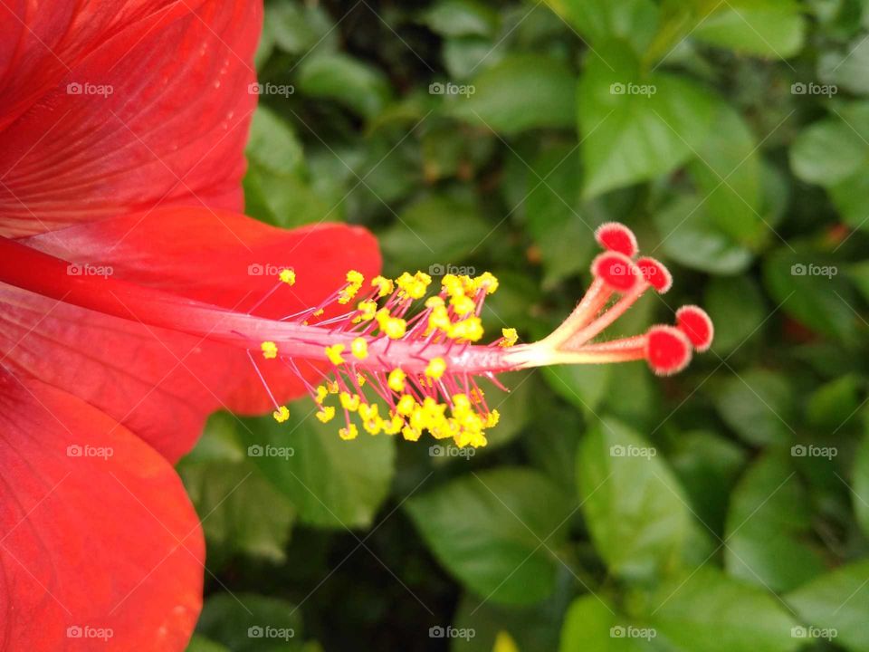 middle of a hibiscus flower