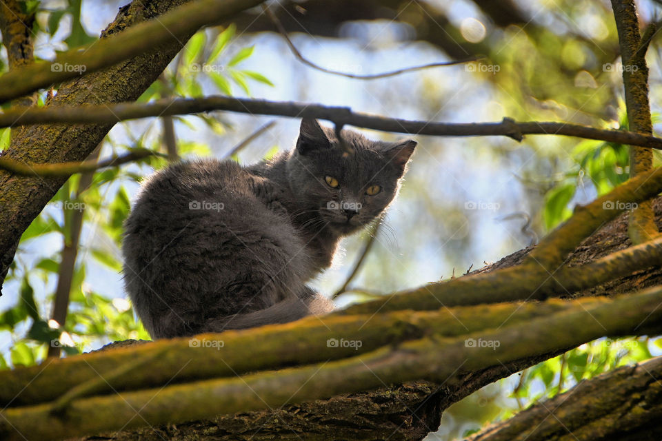 Black gray stray cat on the tree 