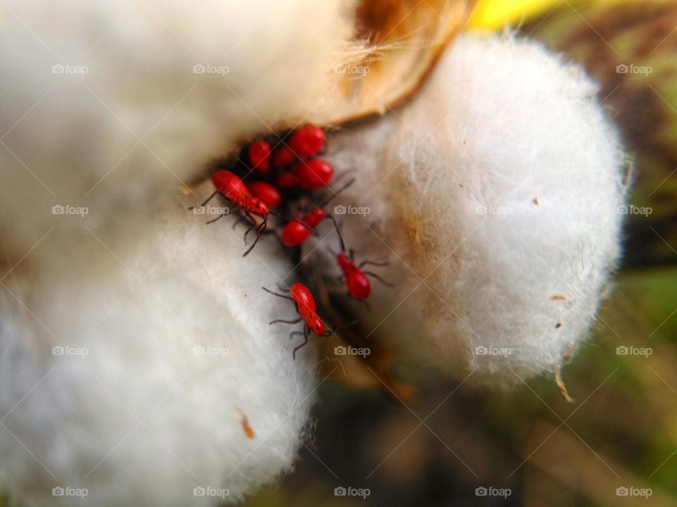 red bug hiding in the cotton ball.