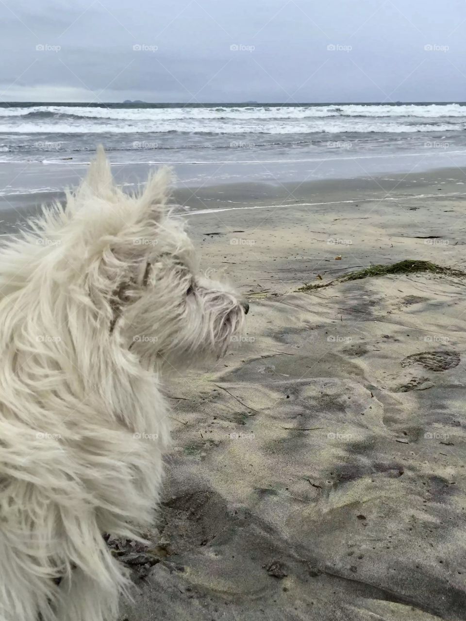 My dog at dog beach