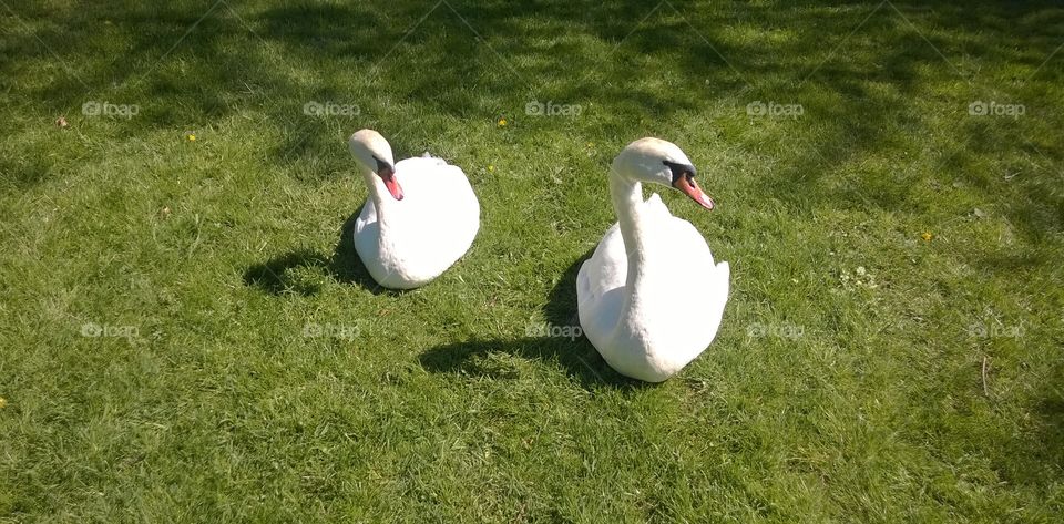 Two swans sitting on grass