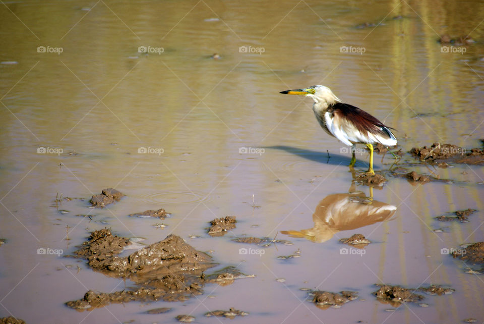 Indian Heron and it's reflection in water.