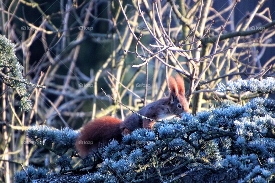 A red squirrel jumps over frozen pine branches in winter