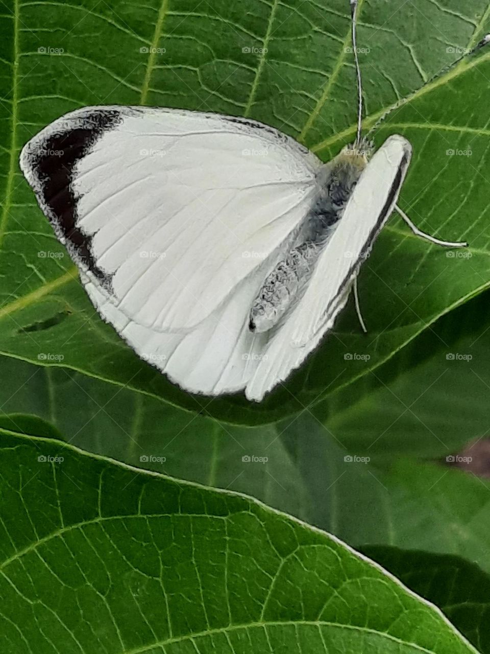 white butterfly on green leaf