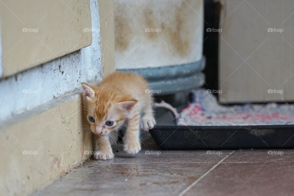 kitten want to go out