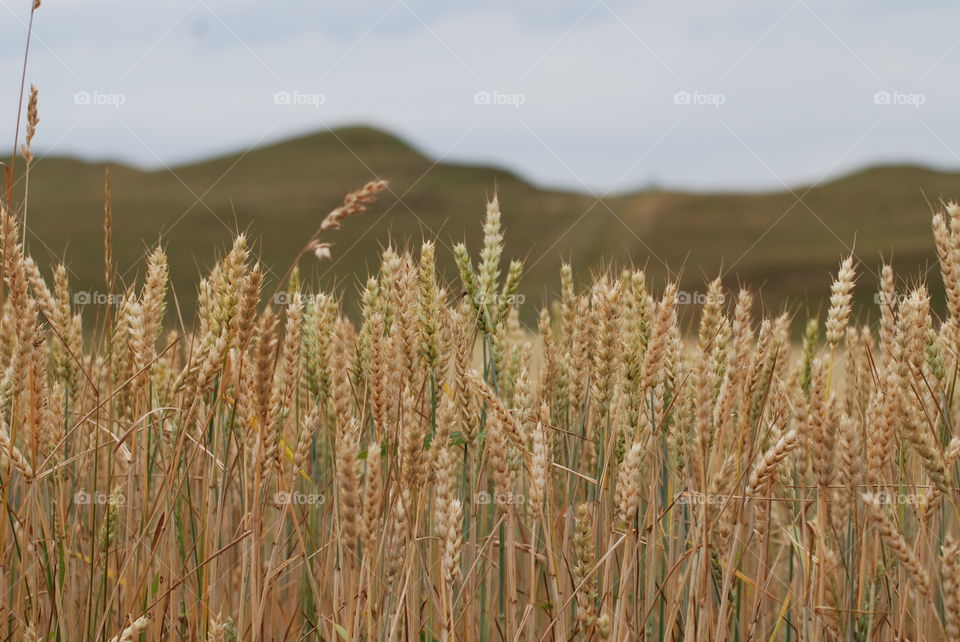 High angle view of wheat plant