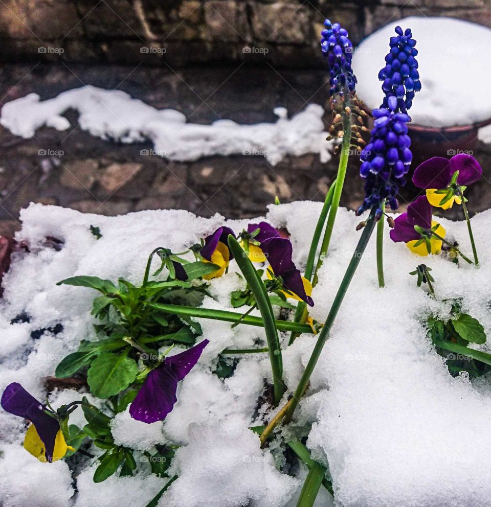 Spring with snow