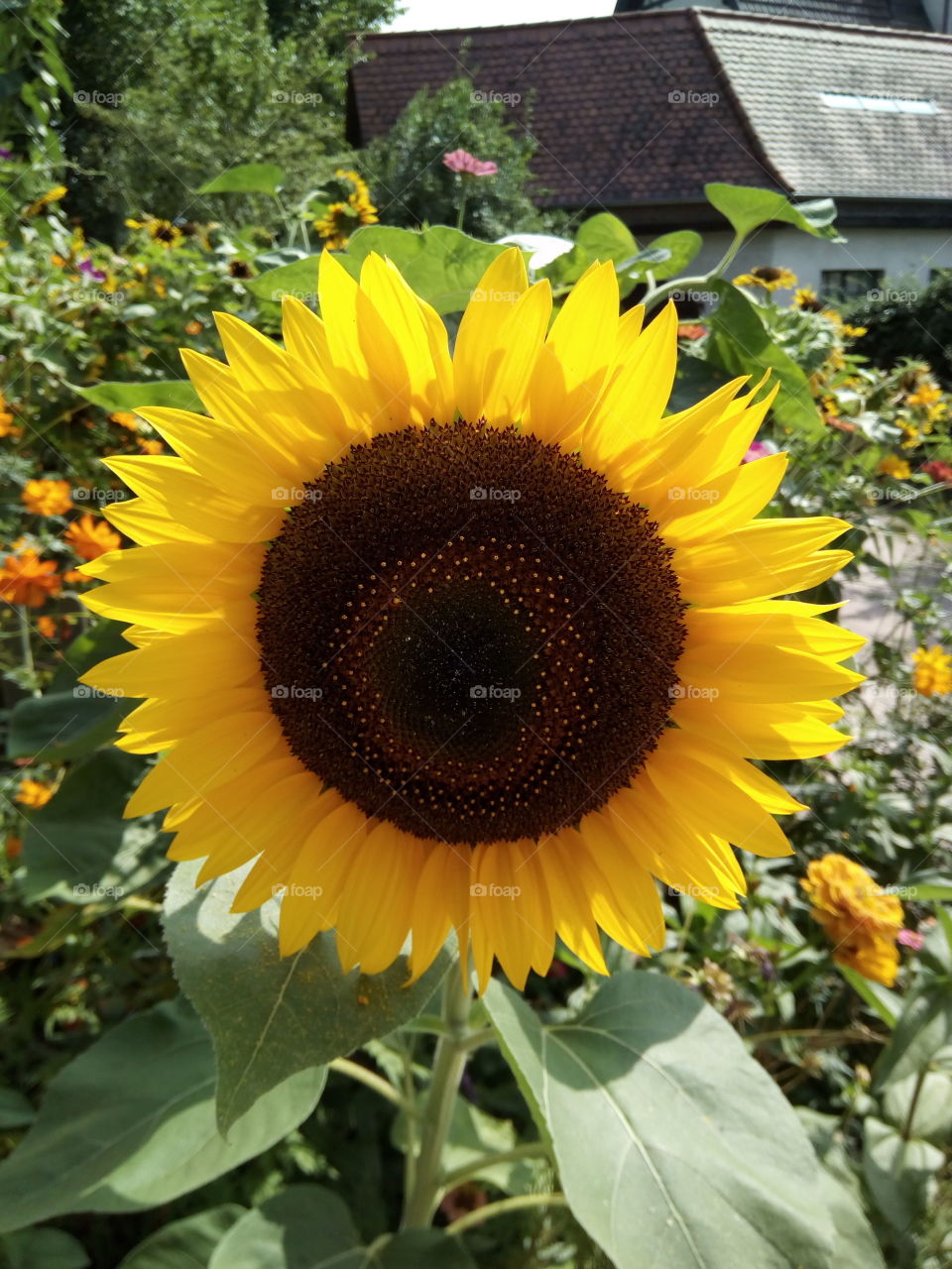 Gengenbach in Schwarzwald