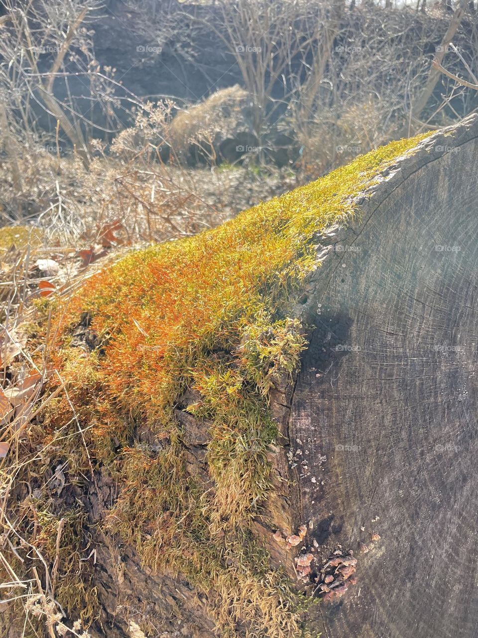 A touch of spring. Moss on a log.