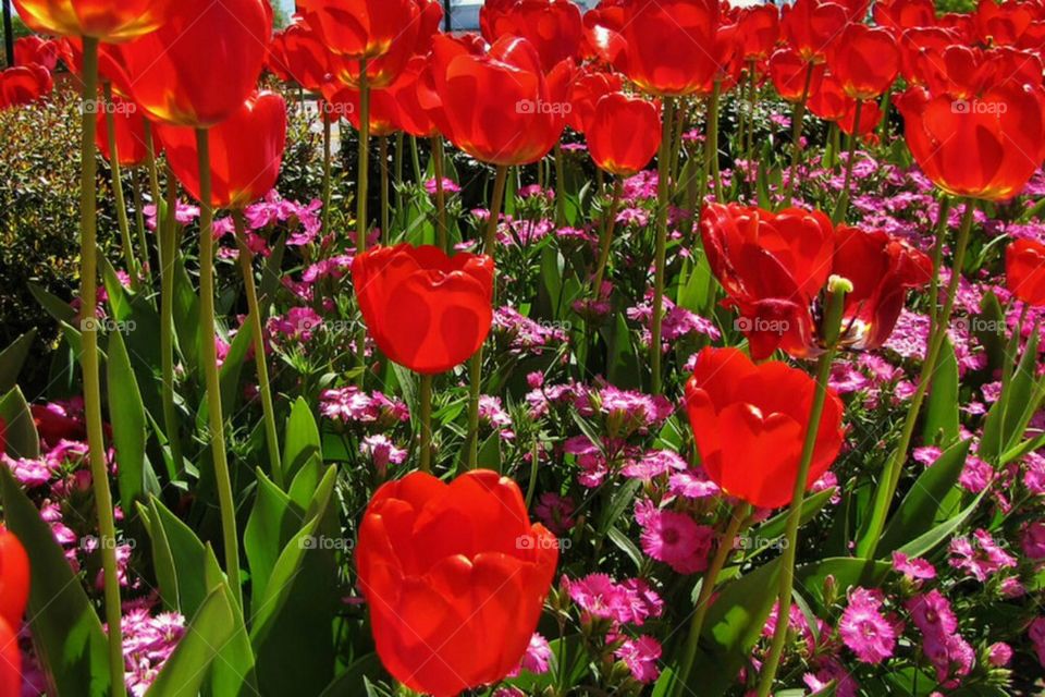 Field of tulips