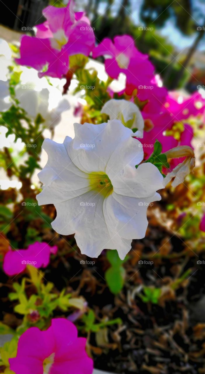 Petunia axillaris.