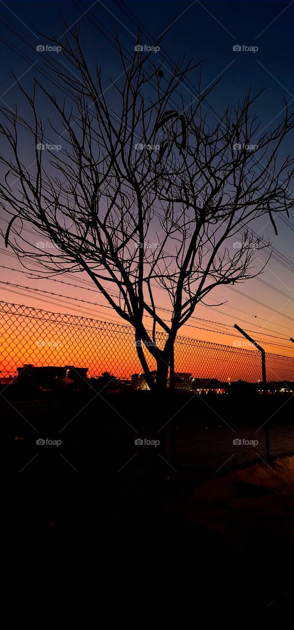 Tree without leaf doesn't mean it is dead,
It means,
Throwing away everything behind just for a new beginning of Life...