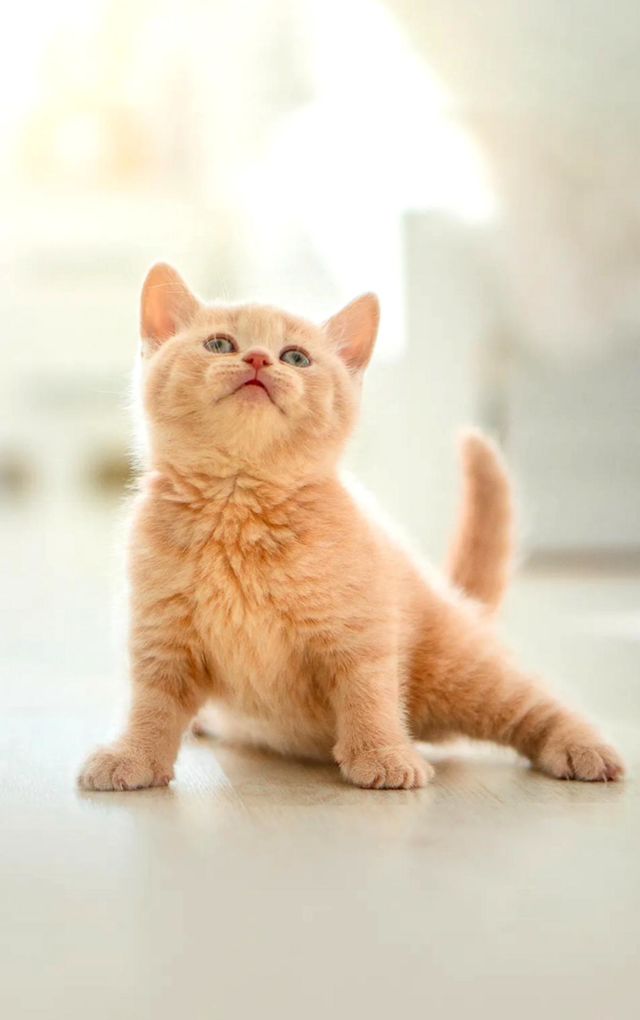 also so cute cat image browny colour cat small animal looks so cute