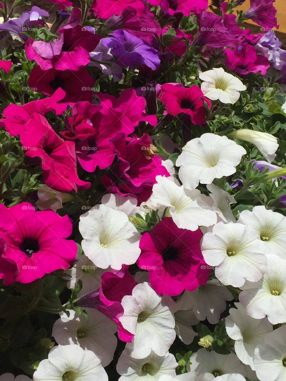 Bonneval Petunias