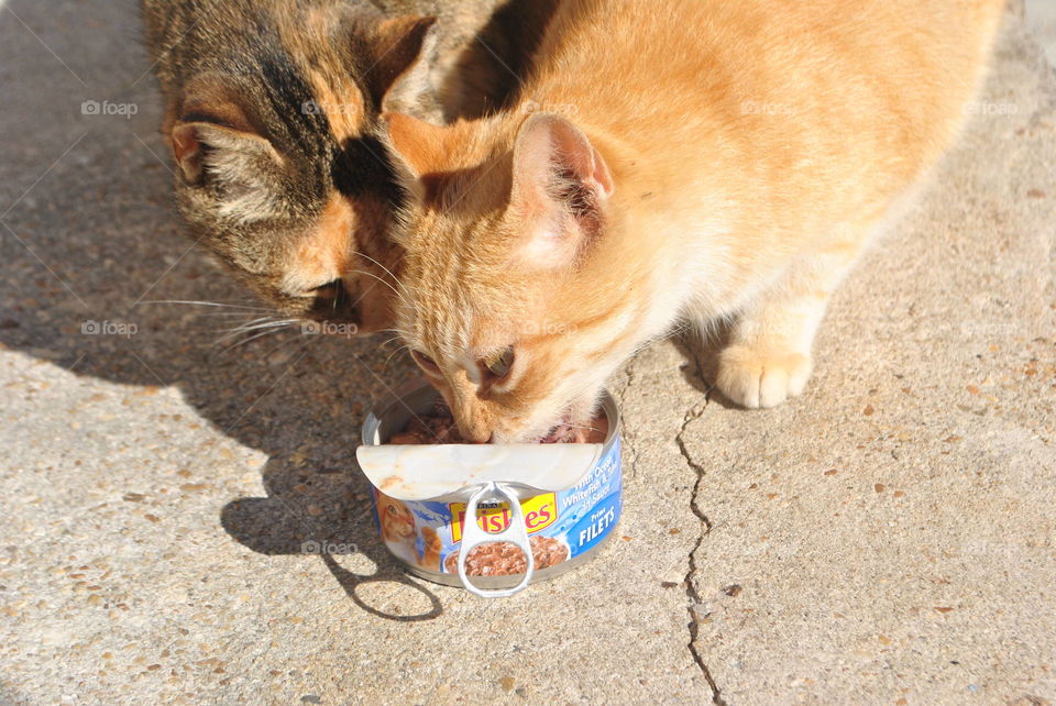 Cats eating cat food