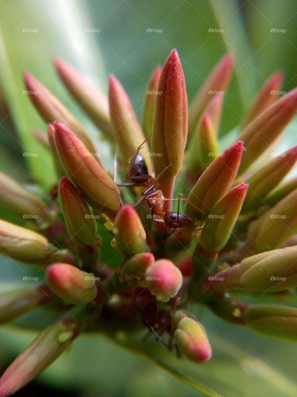 Ant and Flower buds.