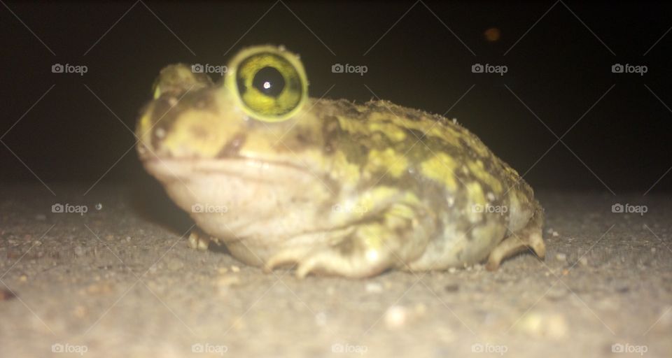 Frog