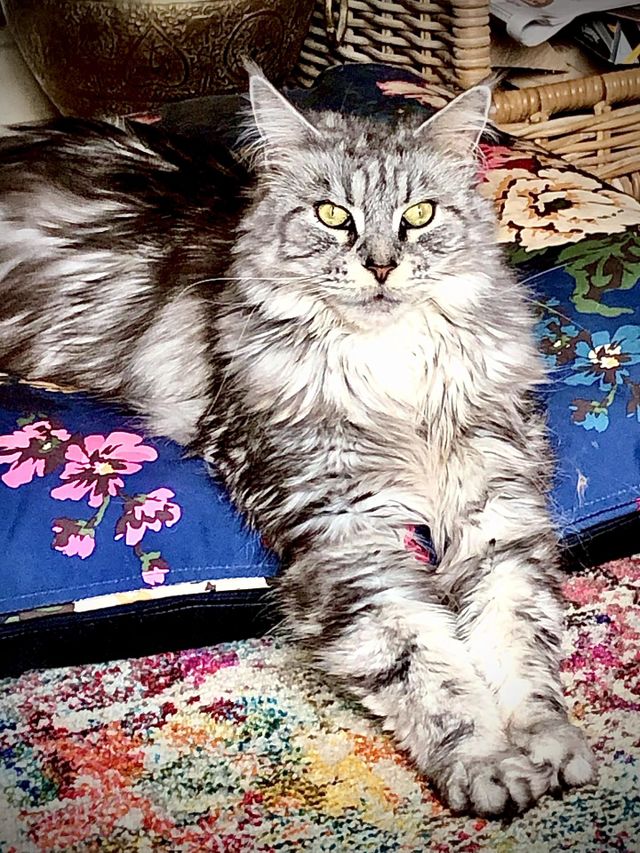 Maine coon